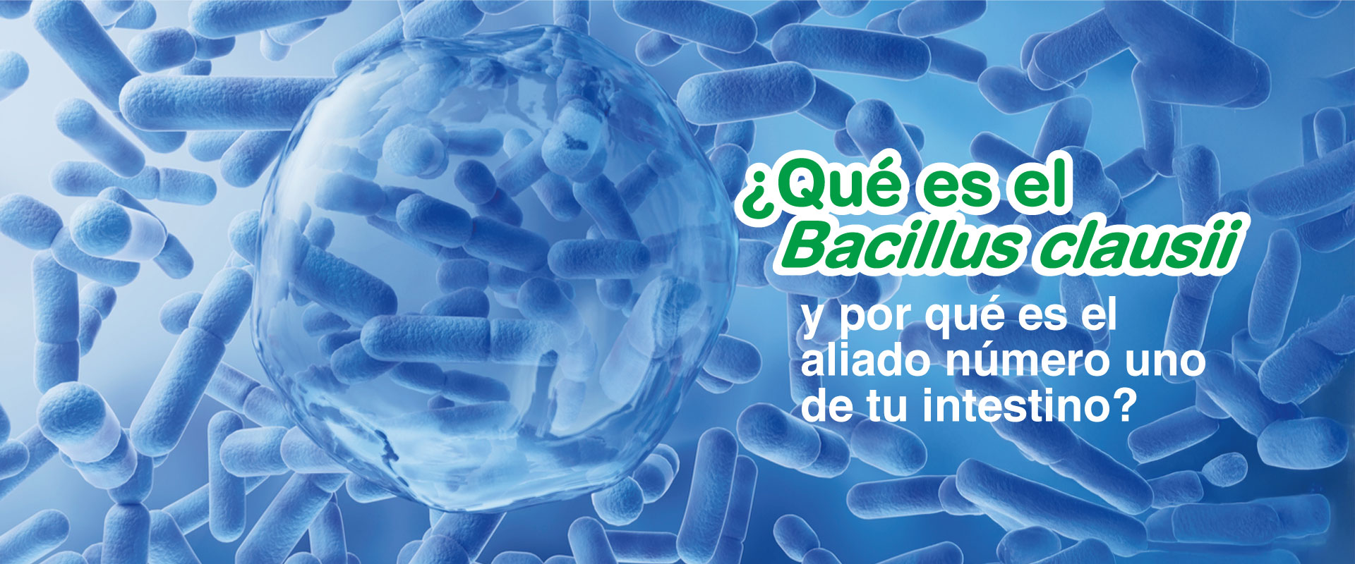 bonagermin-blog-banner-principal-que-es-el-bacillus-clausii