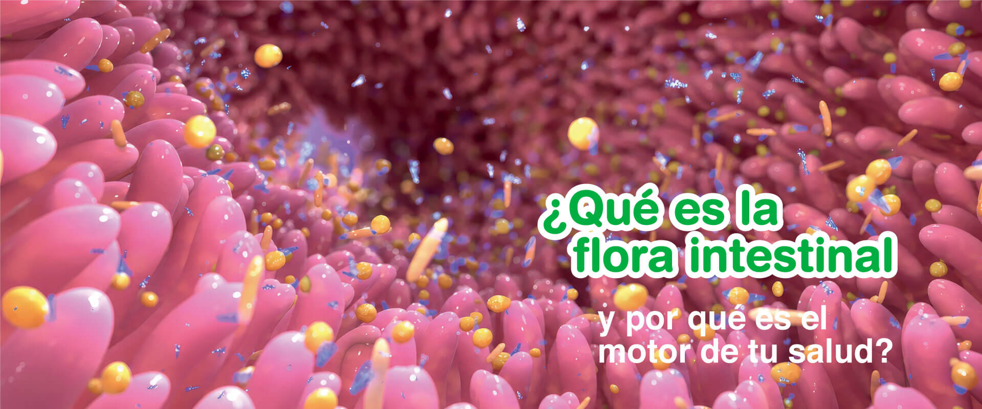 bonagermin-blog-banner-principal-que-es-la-flora-intestinal-2 (1)
