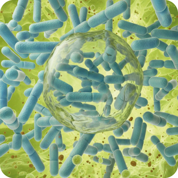 bonagermin-blog-que-es-el-basillus-clausii-esporas-sobrevive-al-acido-gastrico