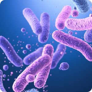 bonagermin-probiotics-blog-portada-que-es-el-bacillus-clausii-aliado-en-el-intestino