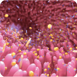 bonagermin-probiotics-blog-portada-que-es-la-flora-intestinal-3