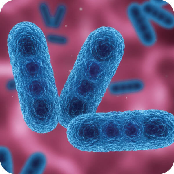 bonagermin-peru-probiotico-con-bacillus-clausii